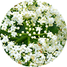 ELDERFLOWER