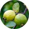 GUAVA