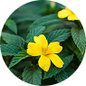 DAMIANA