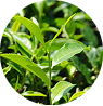 SENCHA TEA