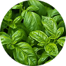 BASIL