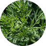 WORMWOOD