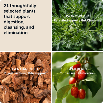 GLP-1 DIGESTIVE SUPPORT